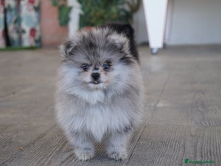 Pomerania perros - Anuncio 2