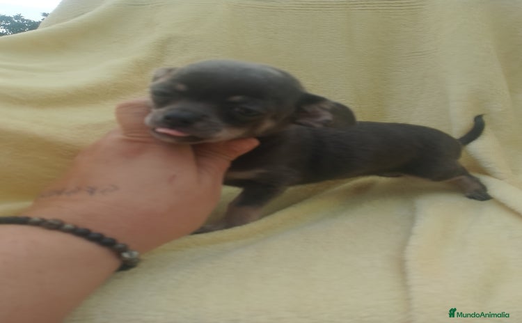 Chihuahua perros - Anuncio 4