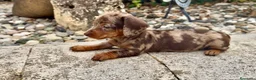 Teckel Miniatura perros en venta: Teckel kaninchen hembra  - Anuncio 3