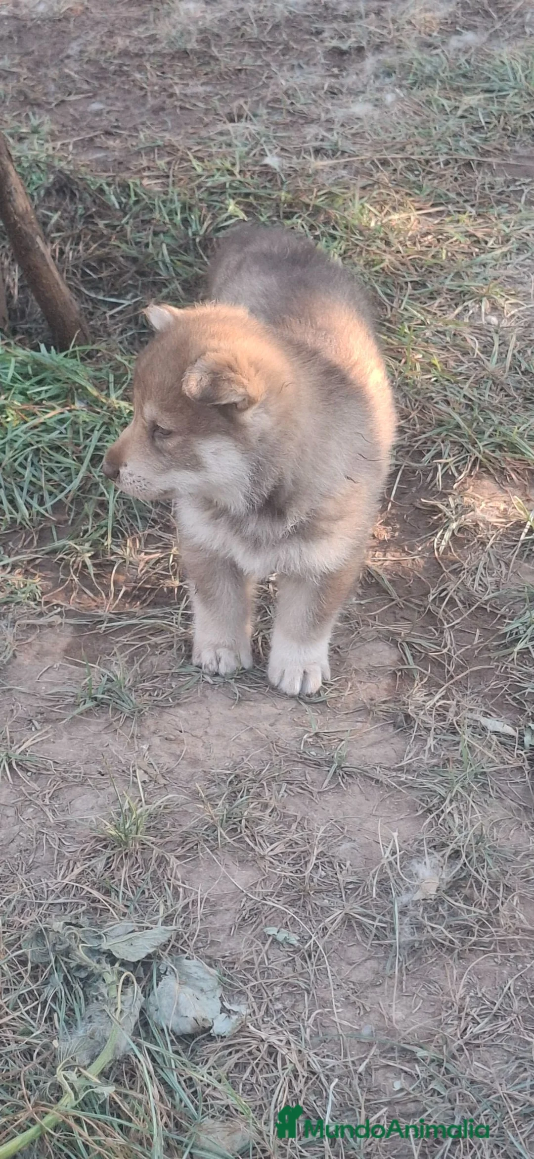 Husky Siberiano perros en venta: Espectacular hembra husky siberiano - Anuncio 2