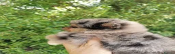 Pomerania perros en venta: Pomerania TOY de calidad Finca Paunais  - Anuncio 4