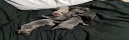 Raza Mixta perros en venta: Chipim azules y lilac - Anuncio 14