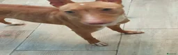 Podenco Andaluz perros en venta: Podenco andaluz  - Anuncio 3