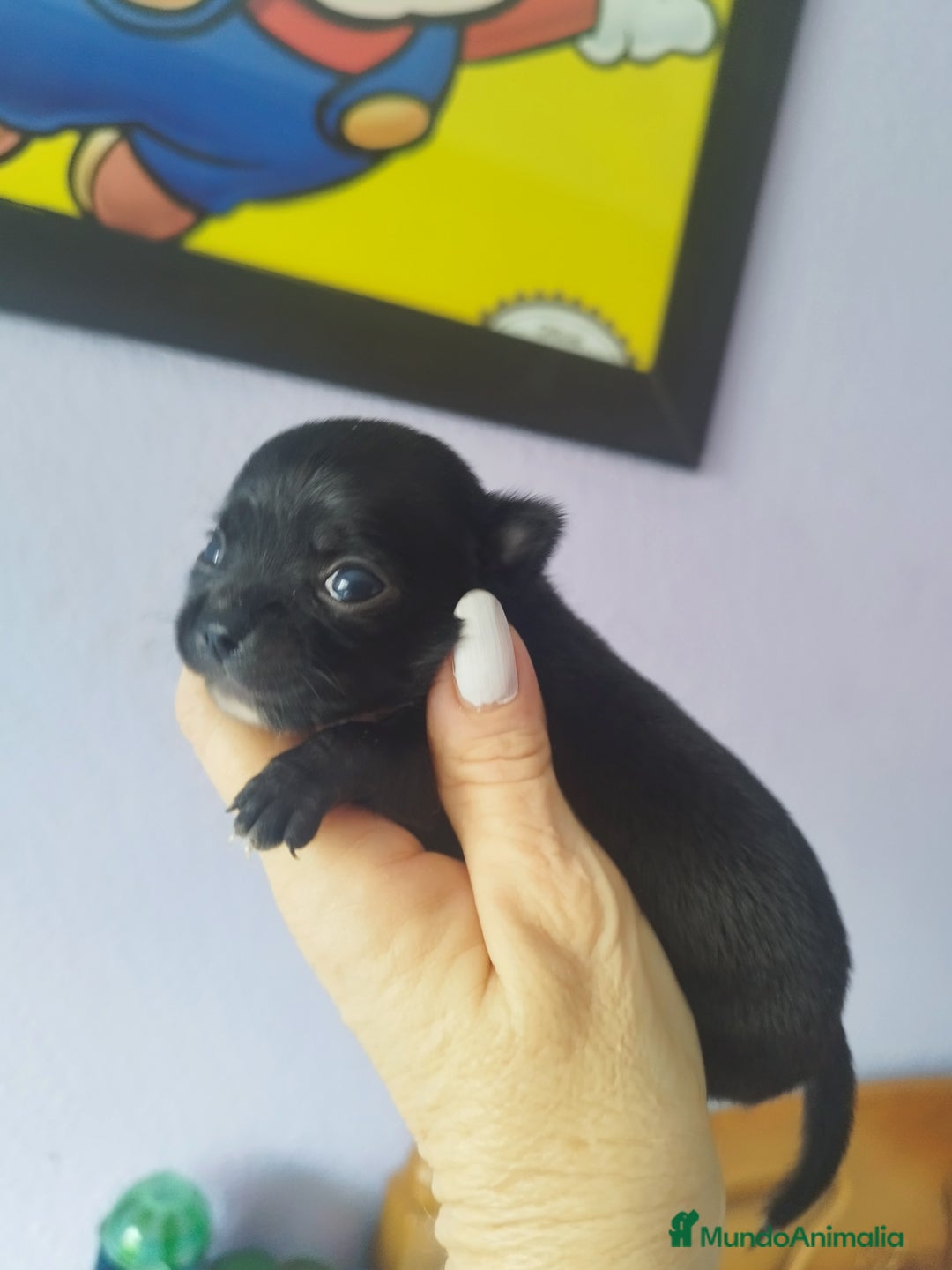 Chihuahua perros en venta: Chihuahua hembra micro toy  - Imagen 4