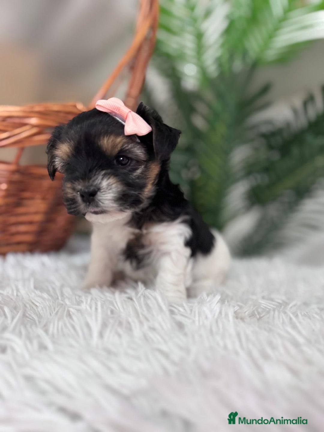 Yorkshire Terrier perros en venta: YORKSHIRE BIEWER HEMBRA - Anuncio 5