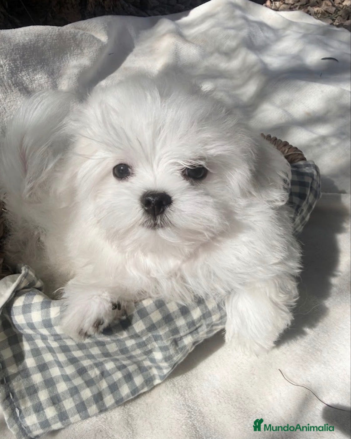 Bichón Maltés perros Bichon Maltes Toy Coreano - Anuncio 1