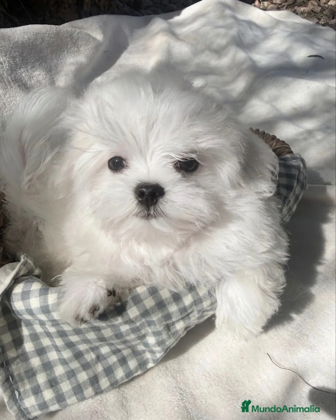 Bichón Maltés perros en venta: Bichon Maltes Toy Coreano - Anuncio 1