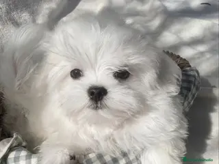 Bichón Maltés perros Bichon Maltes Toy Coreano - Anuncio 1