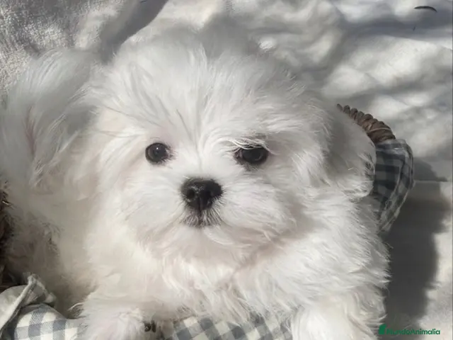 Bichón Maltés perros Bichon Maltes Toy Coreano - Anuncio 1