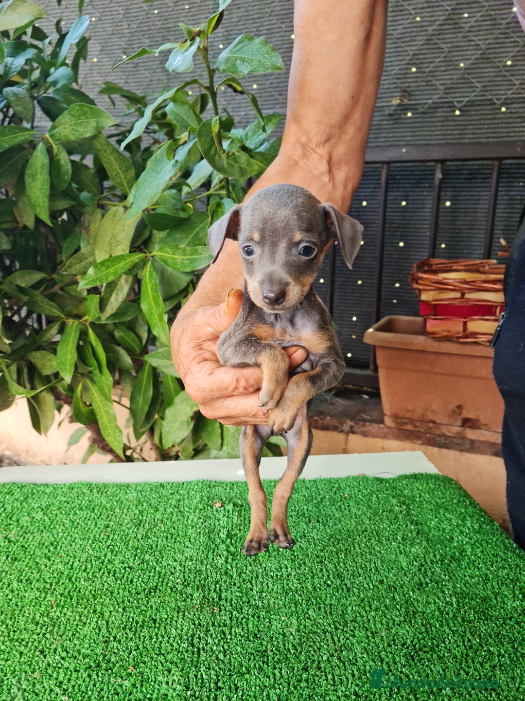 Ratón de Praga perros en venta: Raton de praga - Imagen 15