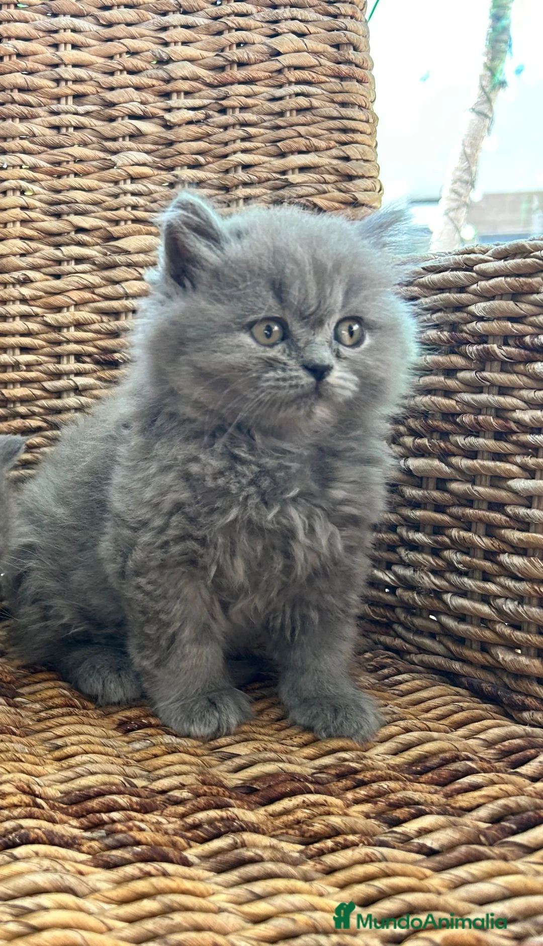 Británico de Pelo Largo gatos en venta: British pelo largo  - Anuncio 2