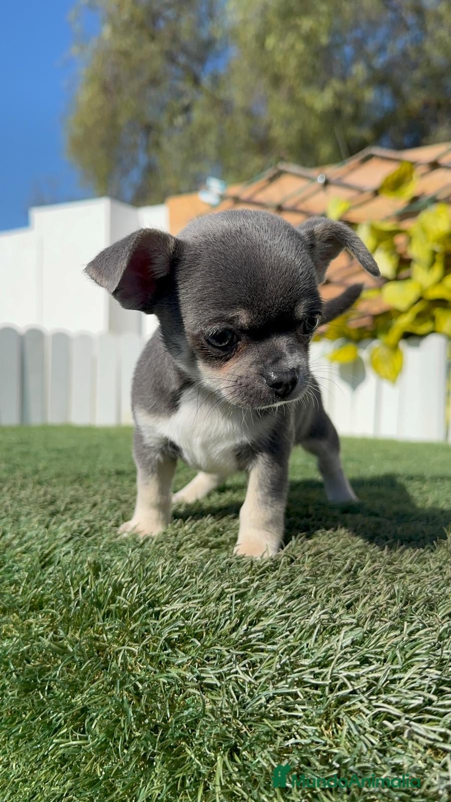 Chihuahua perros CHIHUAHUA BLUE - Anuncio 1