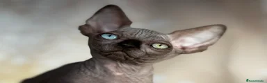 Sphynx Gatito 2