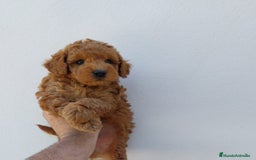 Caniche Toy perros en venta: CANICHE TOY  - Imagen 1