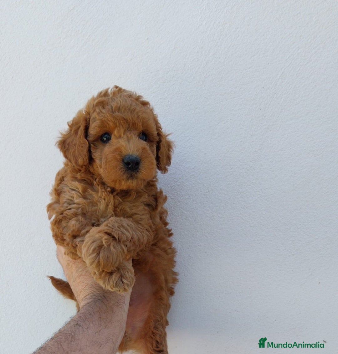 Caniche Toy perros en venta: CANICHE TOY  - Imagen 1