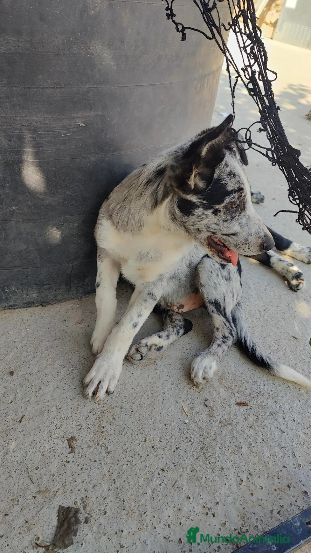 Border Collie perros en venta: BORDER COLLIE - ÚLTIMOS CACHORROS DISPONIBLES - Anuncio 1