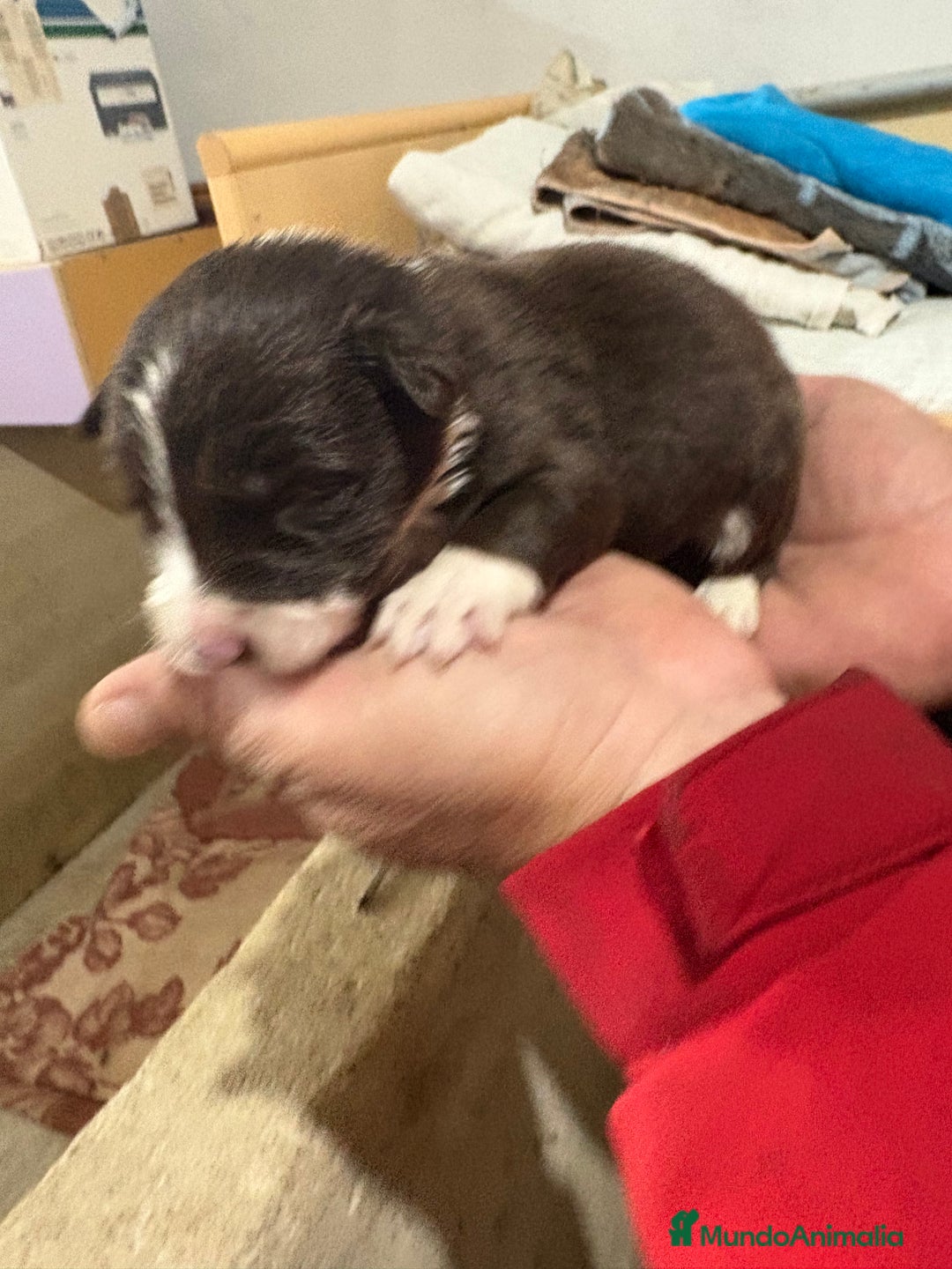 Border Collie perros en venta: Cachorros border collie machos y hembras varios  - Anuncio 1