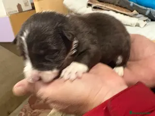 Border Collie perros Cachorros border collie machos y hembras varios - Anuncio 16