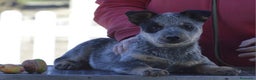 Boyero de Australia perros en venta: Australian cattle dog - Anuncio 3