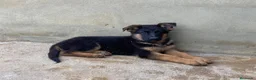 Pastor Alemán perros en venta: CACHORROS DE PASTOR ALEMAN - Anuncio 6