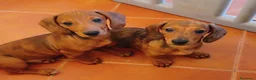 Teckel Miniatura perros en venta: Teckel Miniatura  - Anuncio 4
