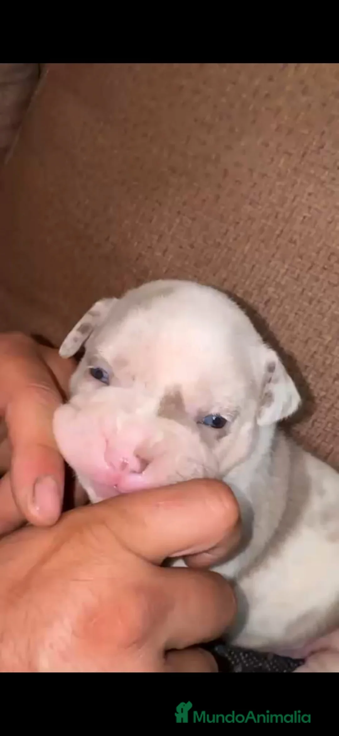 American Bully perros en venta: América bully  - Anuncio 1