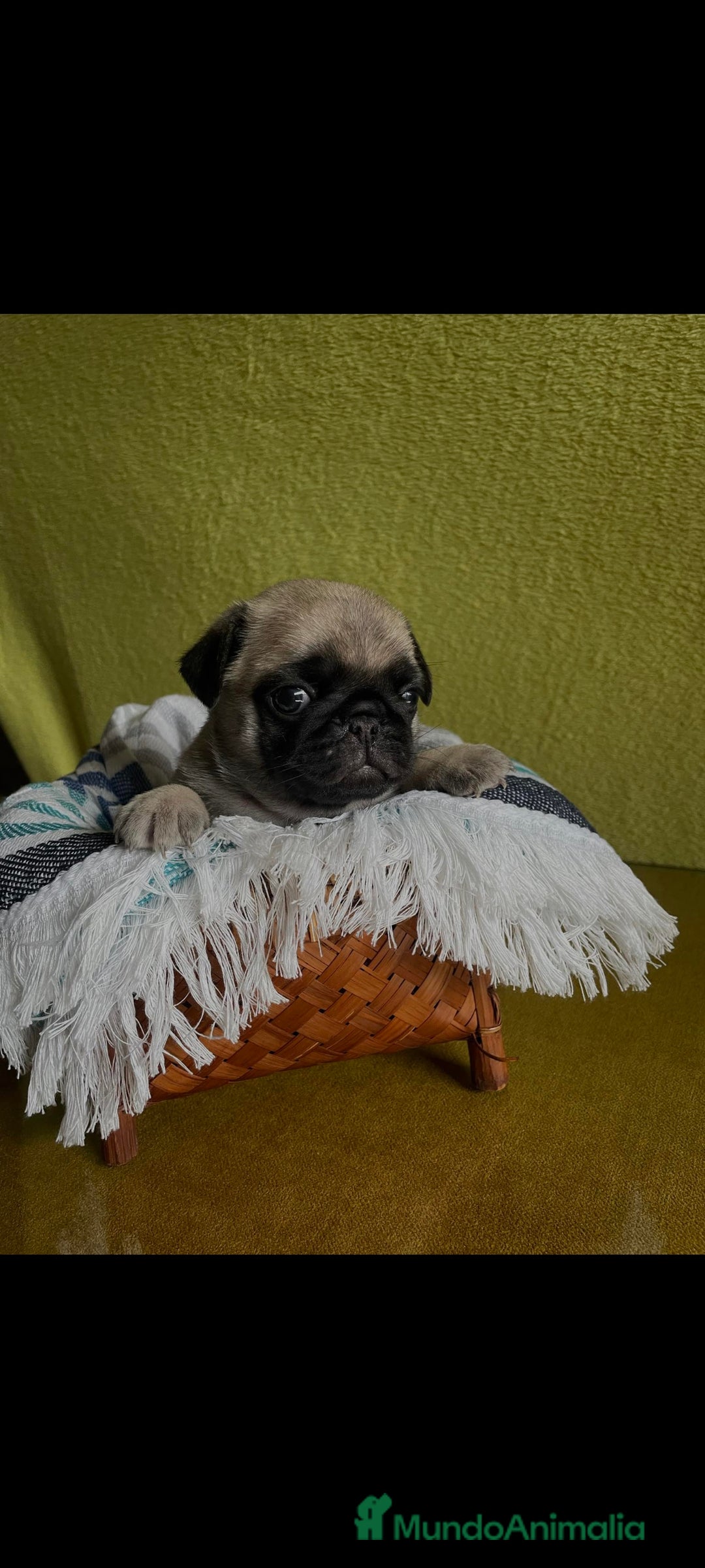Carlino - Pug perros en venta: Carlino - Anuncio 3