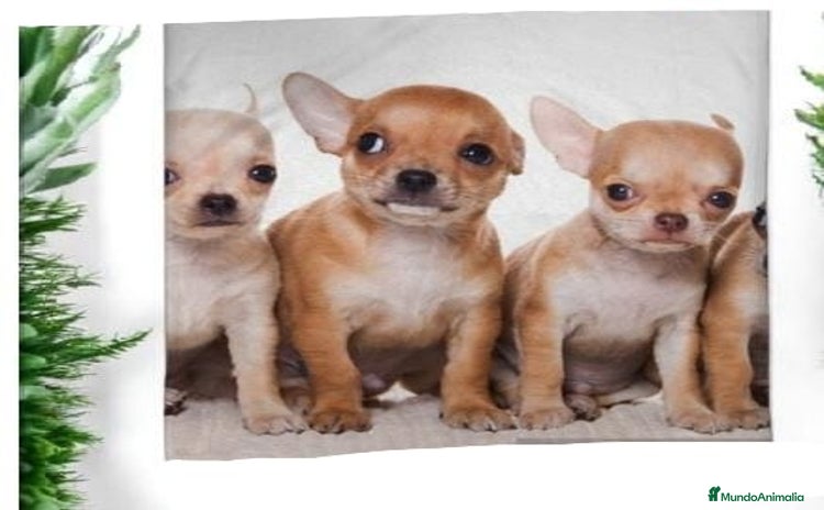 Chihuahua perros - Anuncio 13