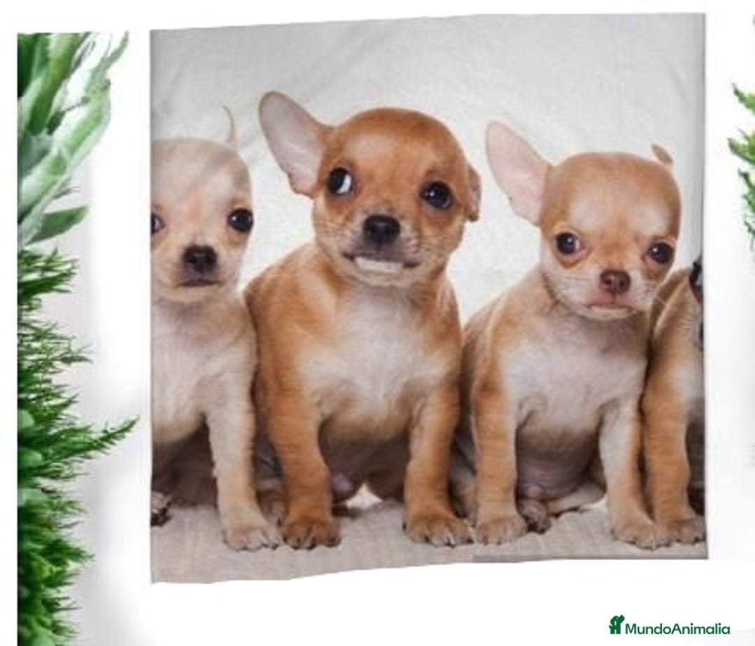 Chihuahua perros en venta: Chihuahua miniatura  - Imagen 1
