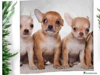Chihuahua perros - Anuncio 3