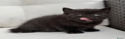Británico de Pelo Corto gatos en venta: PRECIOSA BRITISH SHORTHAIR NEGRA - Anuncio 3