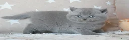 Británico de Pelo Corto Azul gatos en venta: 🐾 Gatitos British Shorthair Azules Exclusivos🐾 - Anuncio 10
