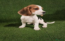 Beagle perros en venta: Espectaculares cachorros de BEAGLE - Imagen 1