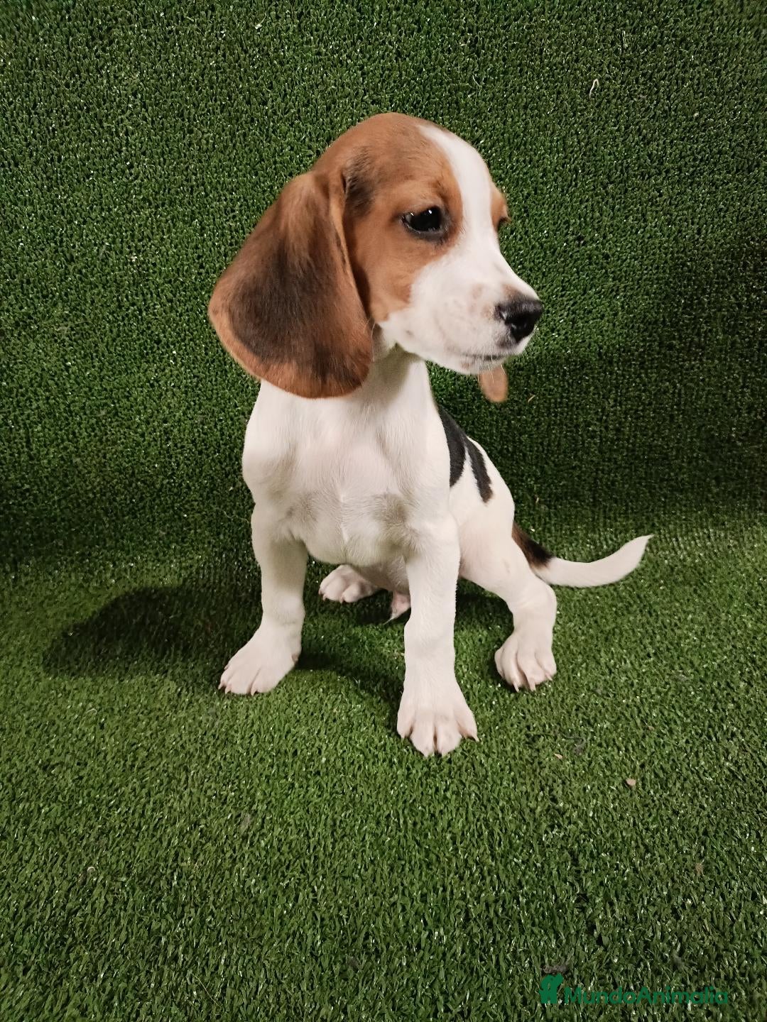 Beagle perros en venta: Espectaculares cachorros de BEAGLE - Imagen 1