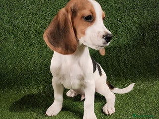 Beagle perros - Anuncio 24