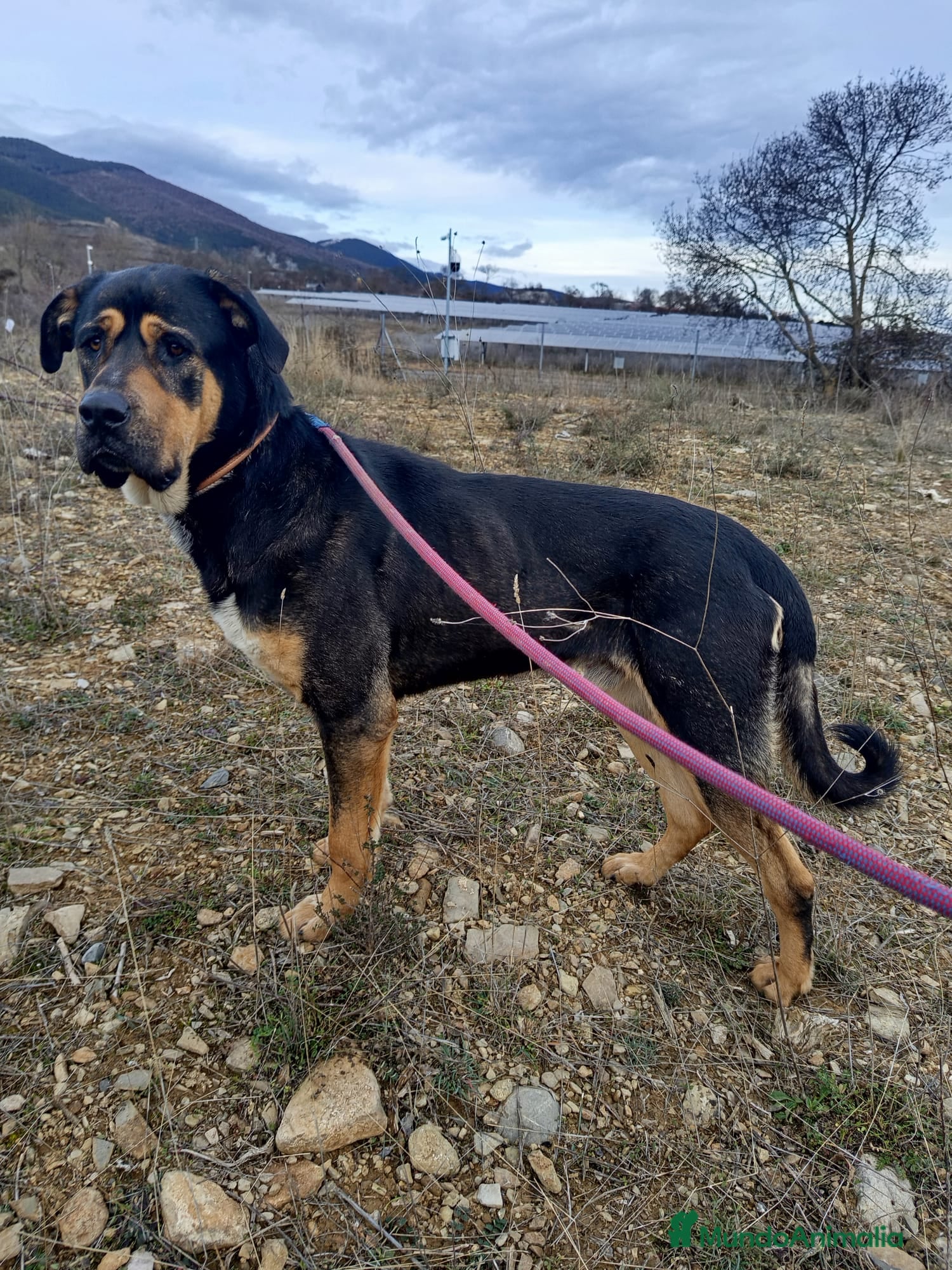 Raza Mixta perros THOR busca hogar - Anuncio 1