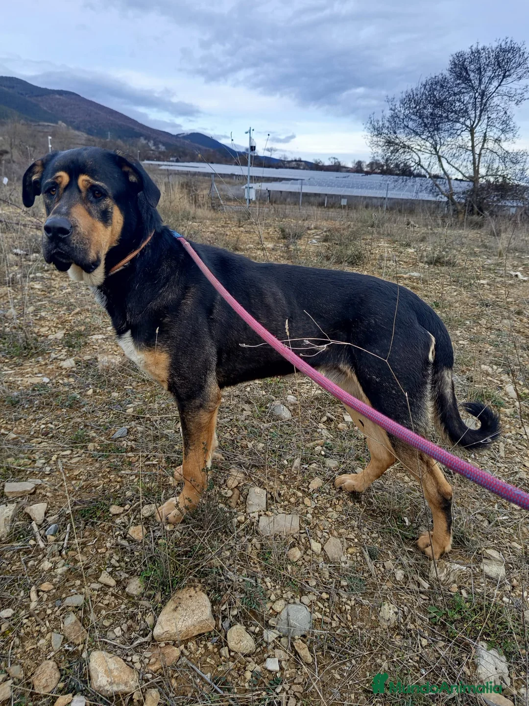 Raza Mixta perros en adopcion: THOR busca hogar - Anuncio 1