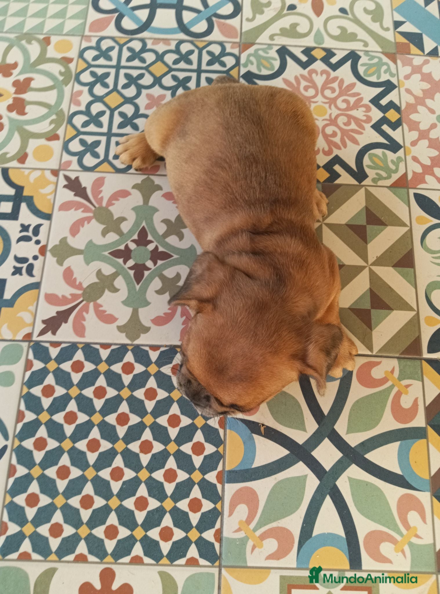 Bulldog Francés perros BULLDOG FRANCÉS  - Anuncio 1