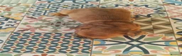 Bulldog Francés perros en venta: BULLDOG FRANCÉS  - Anuncio 1