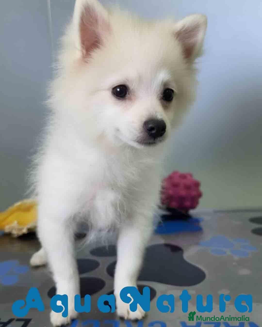 Pomerania perros en venta: Pomerania Macho 8165 AQUANATURA - Anuncio 3