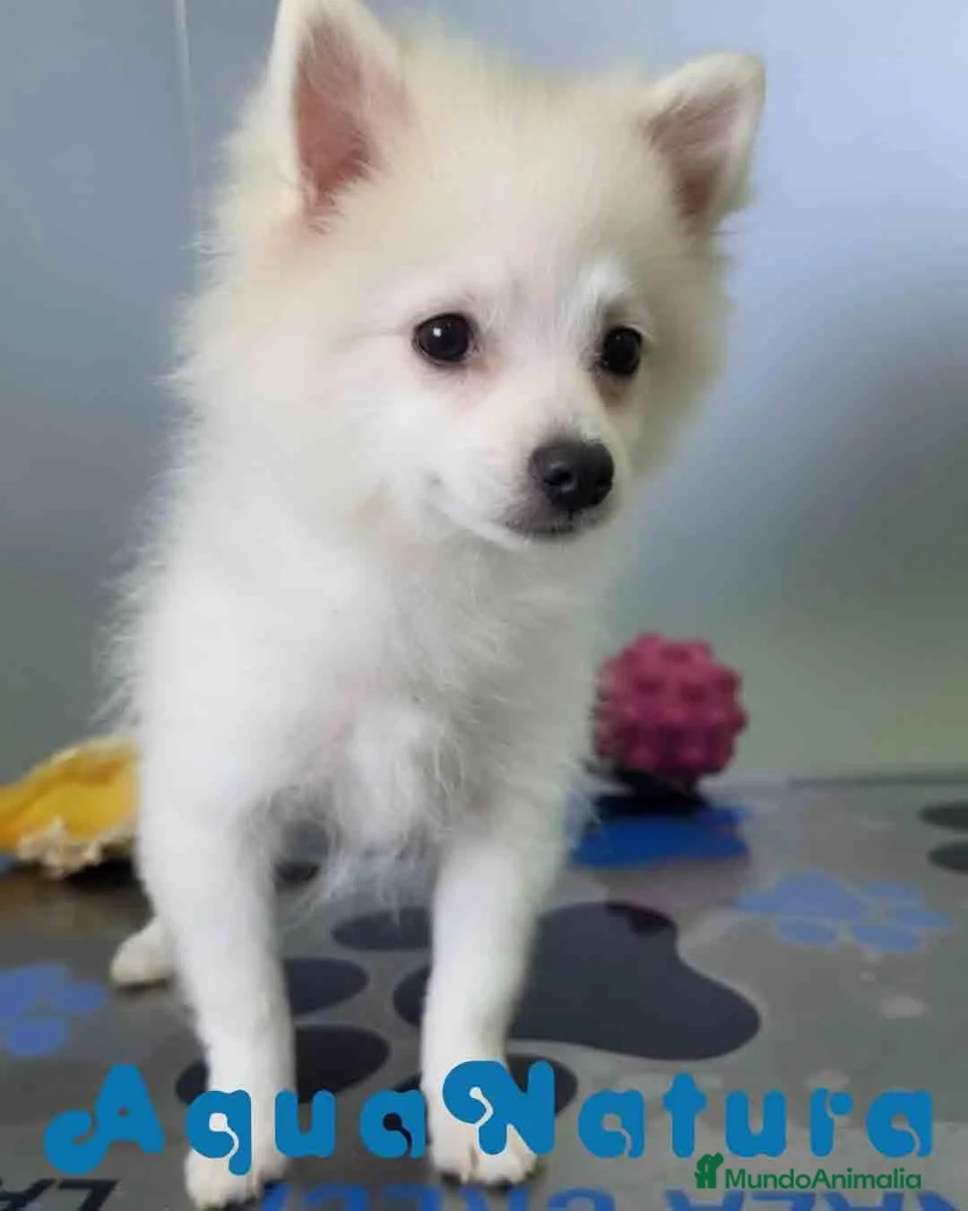 Pomerania perros en venta: Pomerania Macho 8165 AQUANATURA - Anuncio 1