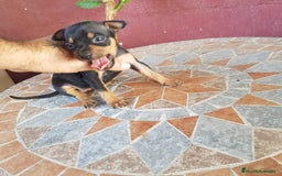 Ratón de Praga perros en venta: Ratón de praga  - Imagen 2