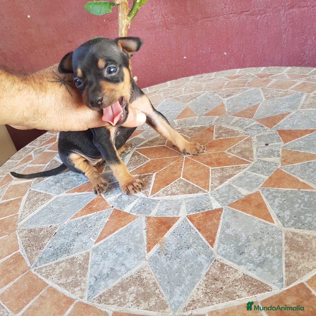 Ratón de Praga perros en venta: Ratón de praga  - Imagen 2