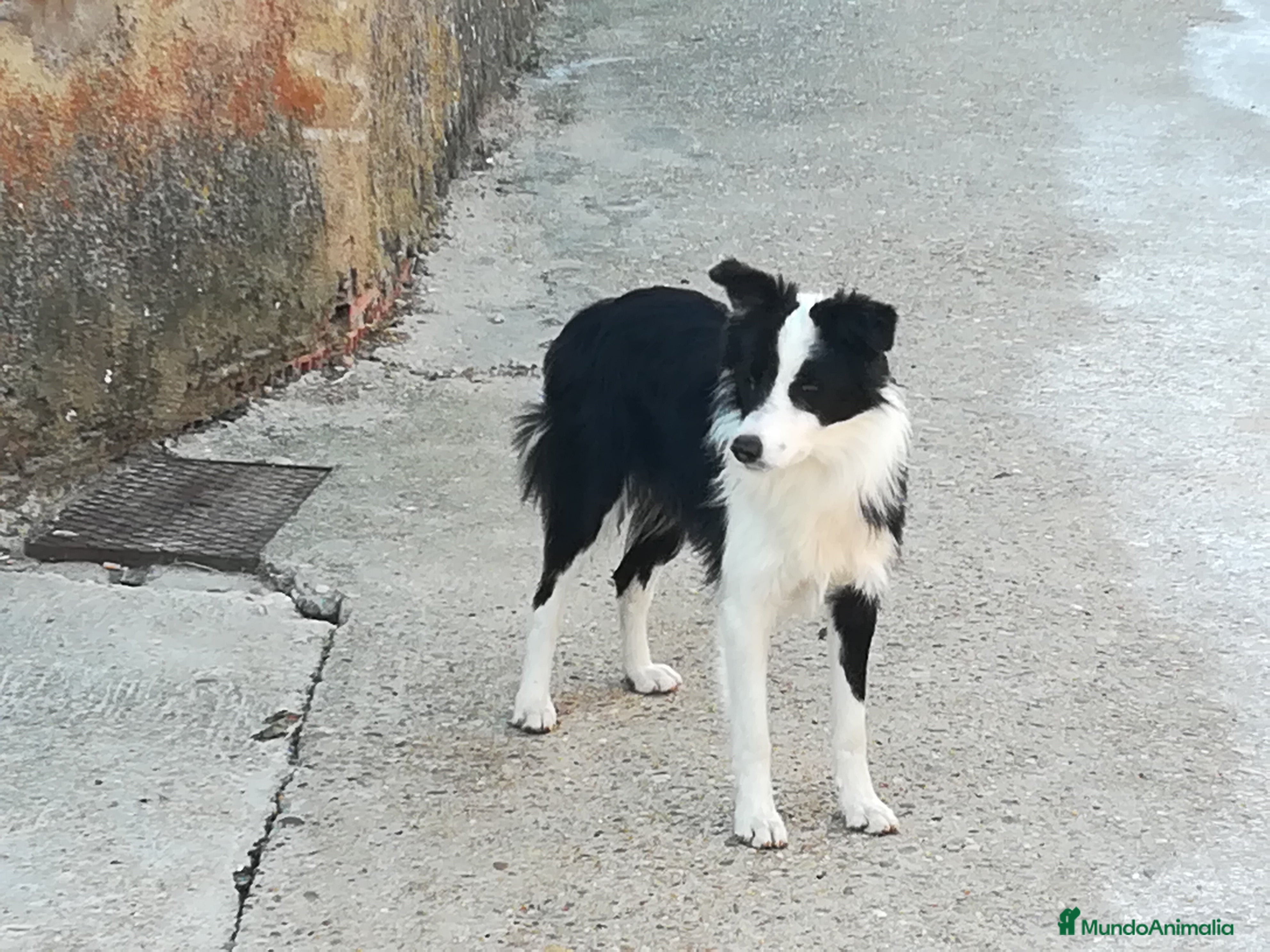Border Collie perros Border Collie OPORTUNIDAD Calidad Internacional - Anuncio 11