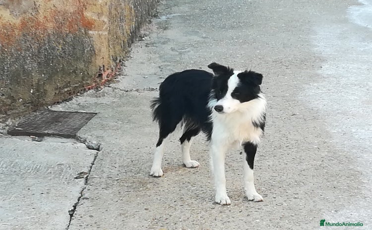 Border Collie perros Border Collie OPORTUNIDAD Calidad Internacional - Anuncio 1