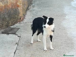 Border Collie perros Border Collie OPORTUNIDAD Calidad Internacional - Anuncio 26