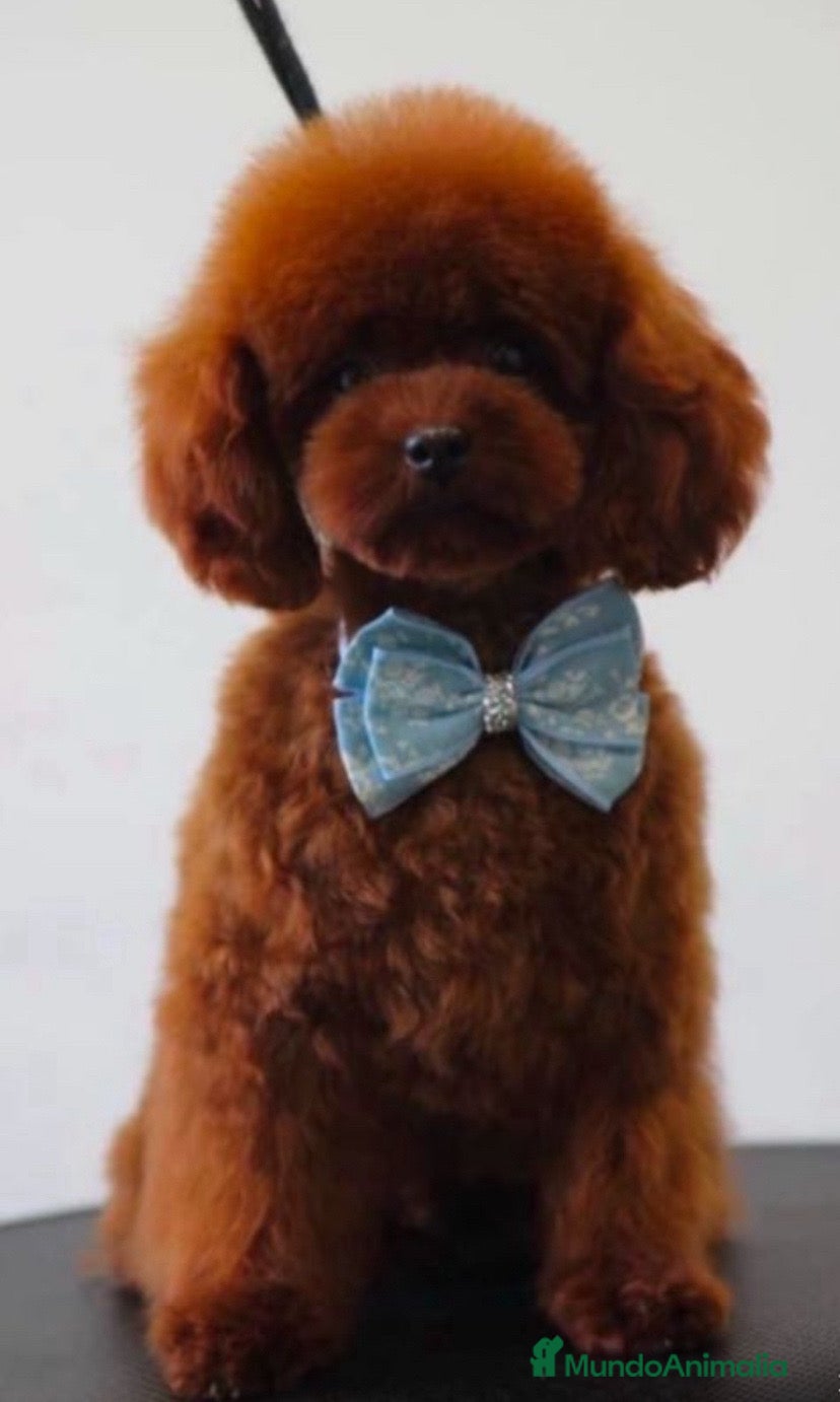 Caniche Toy perros caniche toy asiático  - Anuncio 2