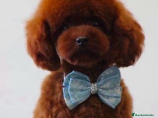 Caniche Toy perros caniche toy asiático - Anuncio 32