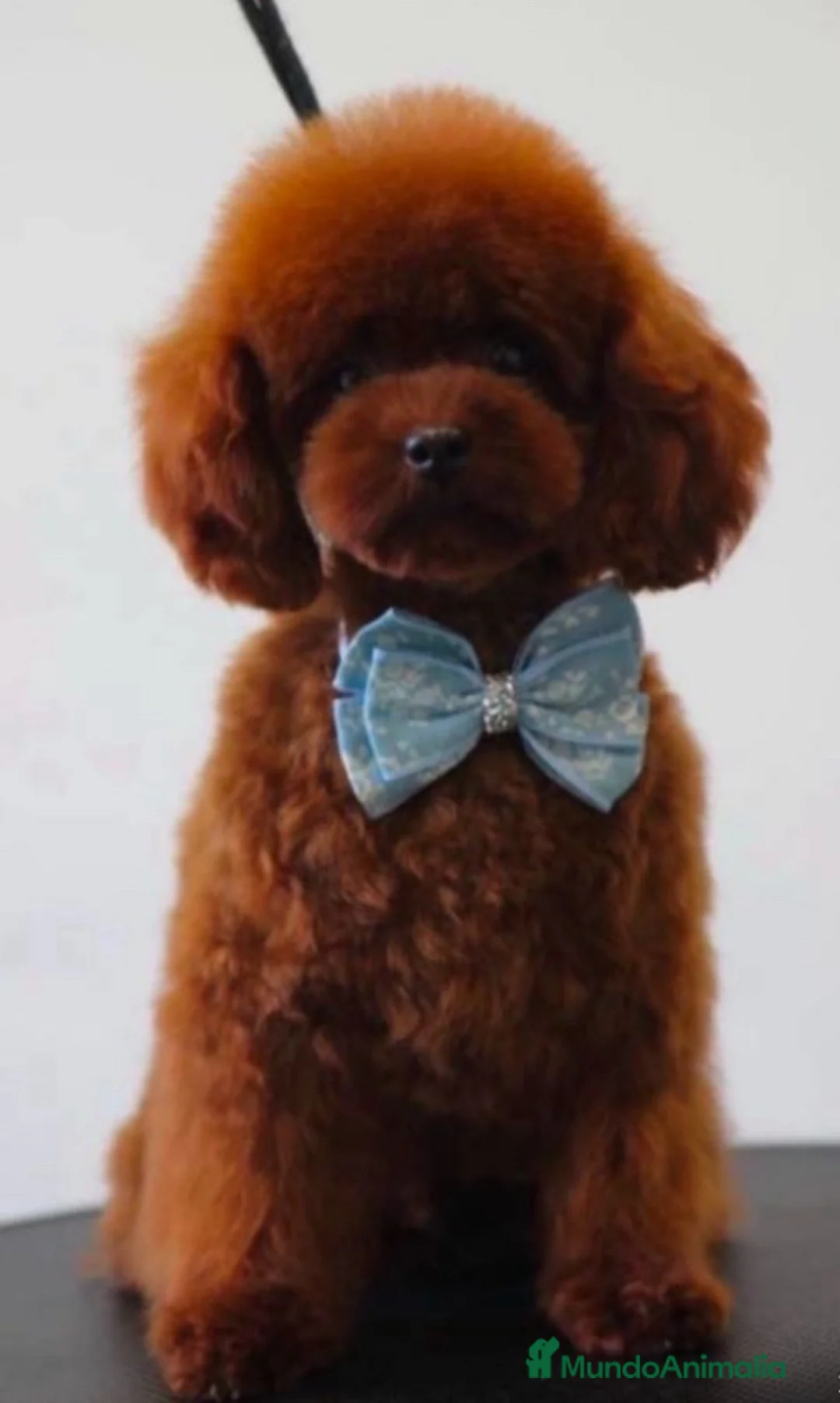 Caniche Toy perros en venta: caniche toy asiático  - Anuncio 1