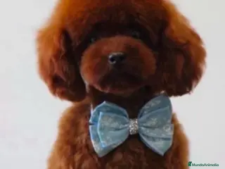 Caniche Toy perros caniche toy asiático - Anuncio 11